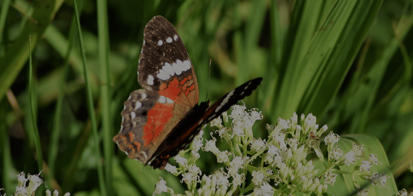 Serviços em Biologia Slide Sete