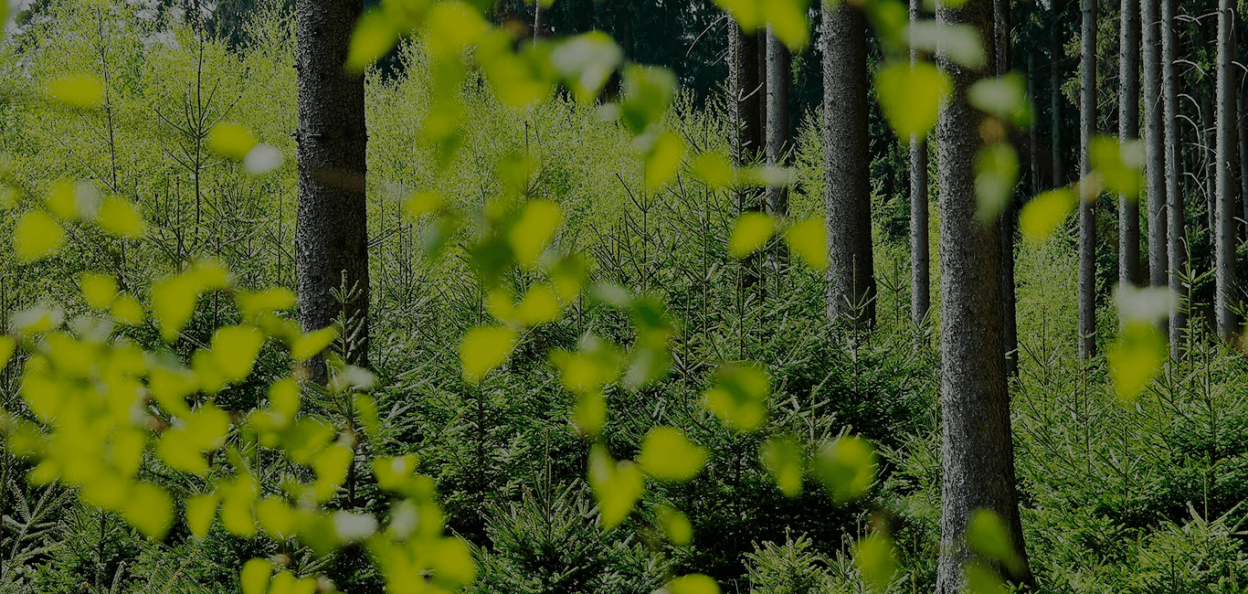 Consultoria Personalizada Slide Três